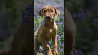 Fox red Lab 🐕 #dog #photography