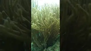 Don't touch it if you don't want to itch #shorts #spearfishingphilipines #shortsvideo #nature