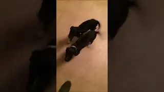 Doggos in the last month