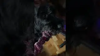 Моя Юника Ризеншнауцер разыгралась!