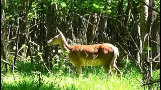 Олени в лесу ходят вокруг меня и не все замечают || Red Deer in the forest walk around me