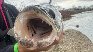Winter Multi-Species River Fishing (Great Miami River Ohio, December 2024)