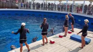 Destin dolphin show