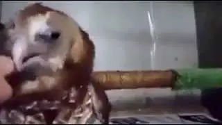 OWL you need is LOVE )