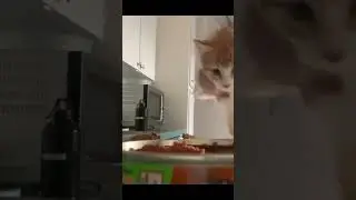 Feeding Kittens In The Morning