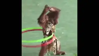 chimpanzee  boxing in Asia 😳😂😂😂😜😍😓😎🤓#shorts