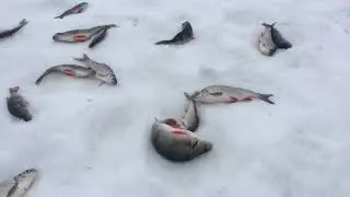 Омуль ушёл на дальний кордон,,,