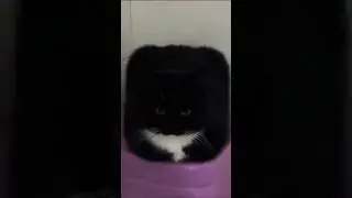 Funny cats 😂 episode 20 #shorts