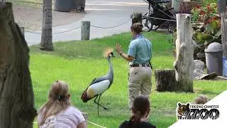 National Bird Day - Winged Wonders Bird Show