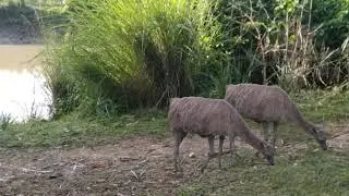 Tiger attacks