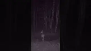 СИБИРСКАЯ КОСУЛЯ #shorts