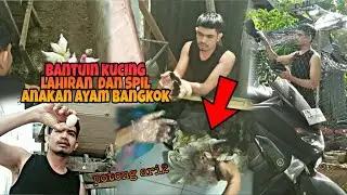 Bantu kucing beranak dan Spil anakan ayam Bangkok