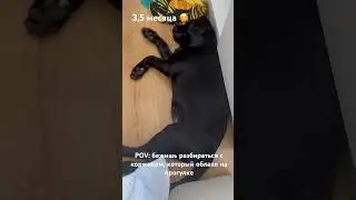 Интересно, что снится 😋 #dog #собака #собаки #лабрадор #животные #labrador #puppy #топ #love #dogs