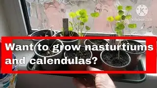 Want to grow nasturtiums and calendulas?