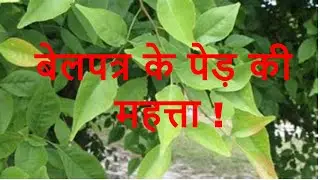 बेल पत्र के पेड़ के पास ऐसा क्या करे कि आपकी किस्मत ही बदल जाए। BILVA PATRA KI MAHATTA
