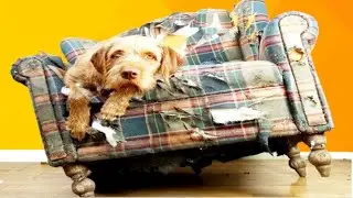 Você Não Acredita O Que Eles Aprontaram  ⭐Cachorros e Gatos Engraçados⭐ Tente Não Rir
