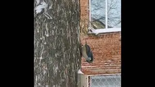 Поползень обыкновенный