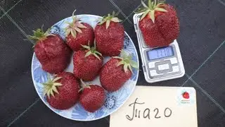Strawberry variety Tago, fruiting at Yagodnoye Podvorye in 2022