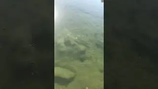 Zander und Flussbarsch am Ebro