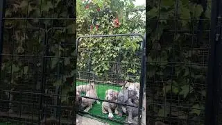 Марвел рядом)) #питомниксобак #americanbullykennel