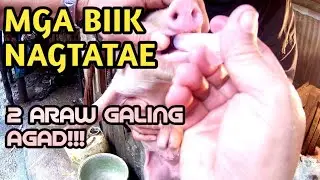 PAANO GAMUTIN ANG MGA BIIK NA NAGTATAE SCOURING