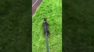 Старательный питбуль, часть 2 