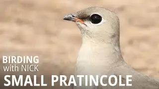 Small Pratincole deception behaviour