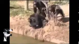 Aksi Jail Hewan Lucu Banget