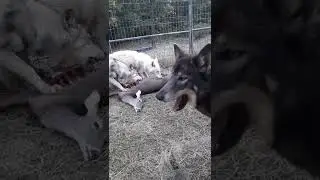 5 WOLFDOGS eating a WHOLE DEER part 4