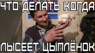 Что делать когда лысеет цыплёнок