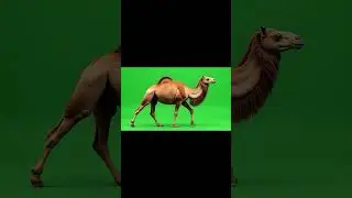 Realistic Camel Walking left to right Green Screen Effect 