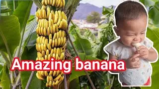 lovely boy Eating banana