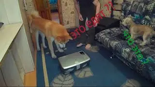 Моя посылка - собакам интересно.