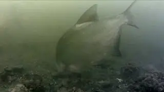 Feeder pod hladinou 2  (underwater feeder fishing - part 2)