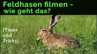 Feldhasen filmen - wie geht das? Tipps, Tricks und schöne Aufnahmen!