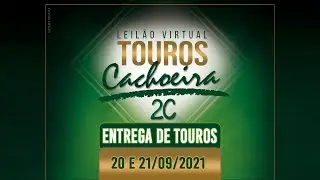 Entrega de Touros Leiloados da  Cachoeira 2C
