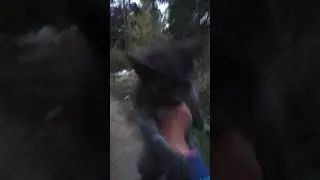 Нашла котёнка !!!!)