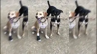 Bullet & Josie (National Dog Day 2021)