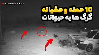10 حمله جنون آمیز گرگ ها 🔴 دارای صحنه های دلخراش