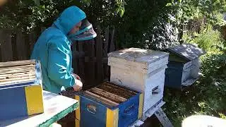 Отбираю на откачку рамки  Акация!