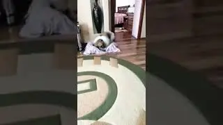 Пекинес пристаёт к кошке. Первая любовь Вени. Pekingese.