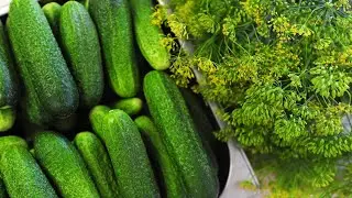 НАЗВАНА КАТЕГОРИЯ ЛЮДЕЙ которым категорически запрещено есть огурцы. Запрет на огурцы. Вред огурцов.