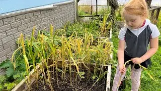 Harvesting Garlic in Rural Alaska | First day of Kindergarten |Turning Salmon into Dry Fish