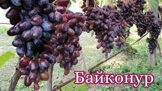 Байконур - рабочая лошадка !