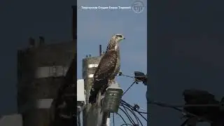 Bird of prey near Moscow 