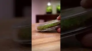 Moss in a Petri Dish