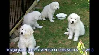 ВЕНГЕРСКИЙ КУВАС