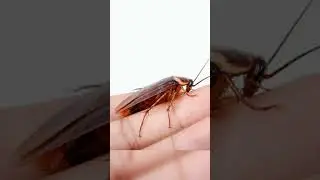 Универсальное народное 