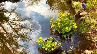 21. April 2021. Sumpfdotterblumen am kleinen Teich. Bleibt gesund!