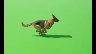 german shepherd dog running green screen